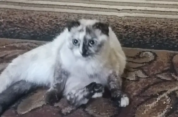 Пропала кошка на ул. Лермонтова, 15, Липецк