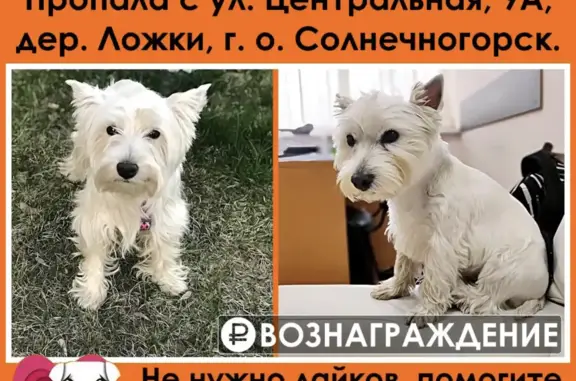 Пропала собака на Центральной улице, Московская область