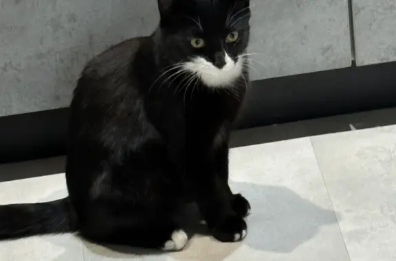Найдена кошка Мальчик, Черней с белыми пятнами