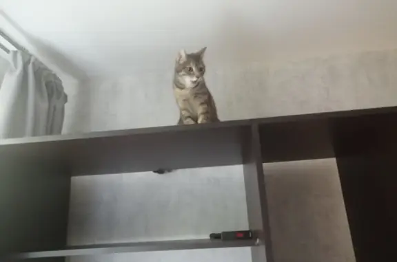 Кошки потеряшки, Санкт-Петербург, фото: Потеряшка серая кошка, проспект Просвещения, Санкт-Петербург