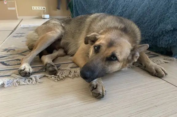 Найденные животные Санкт-Петербург, фото: Найдена собака на Восстания 6А, СПб