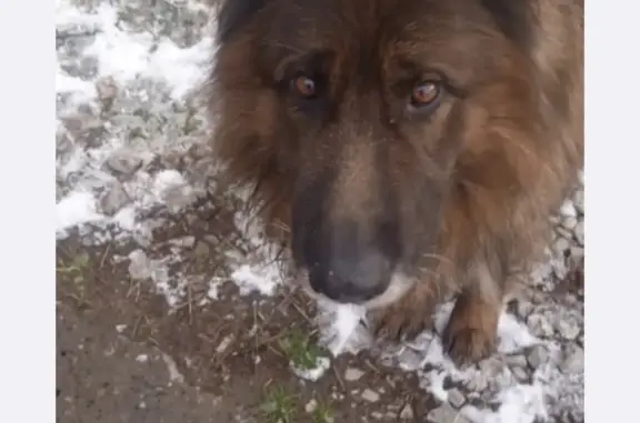 Собака Немецкая овчарка найдена в Лязгино, Томская область
