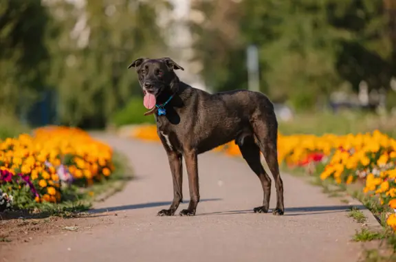 Собака найдена в Восточном районе Москвы