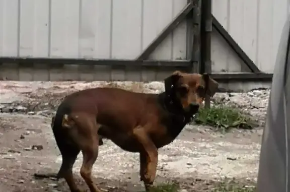 Найдена собака Кобель на ул. Коммунаров, Балашов