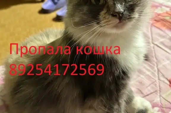 Пропала кошка с улицы Колпакова, 23 к1, Мытищи