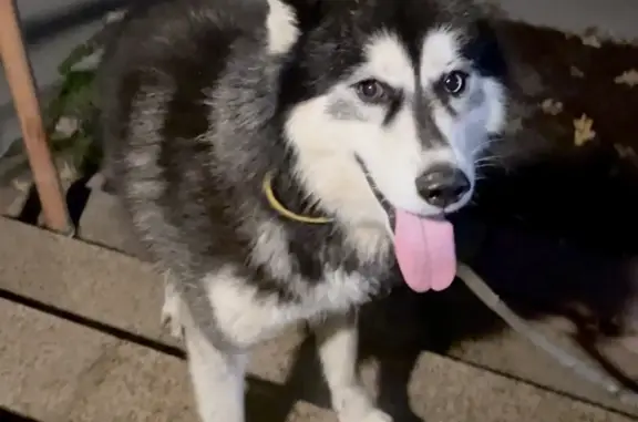 Найдена собака на Полевой улице, 47