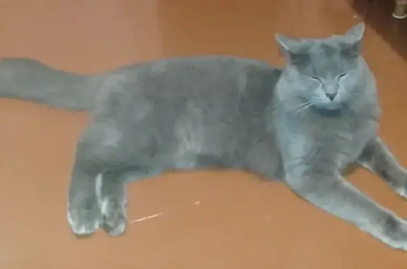 Найден серый кот, ул. Ворошилова, 167А, Серпухов