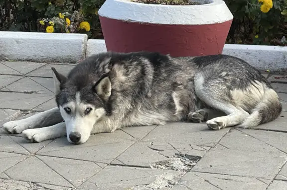 Найдена собака Лайка на ул. Пушкина, Ессентуки