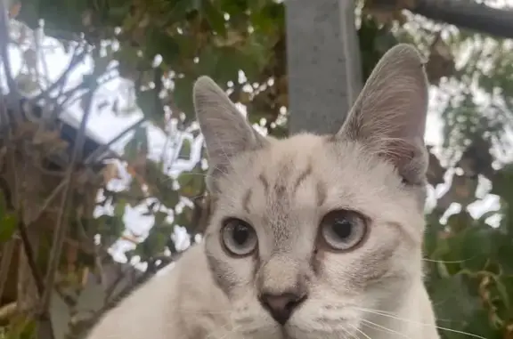 Пропала кошка бело-серого цвета в Виноградном переулке