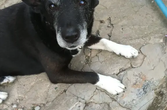 Пропала собака в Чувашии