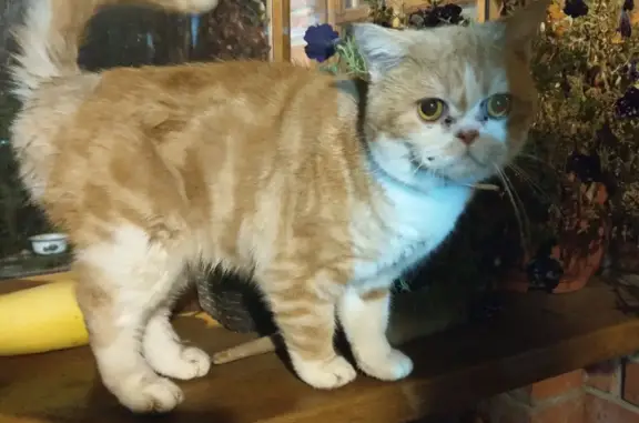 Найден рыжий британец-кошка в Московской области