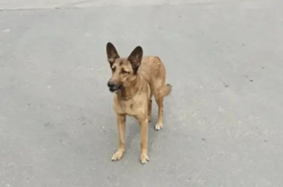 Найдена собака в Кирилловке, М.О. Нужна помощь!