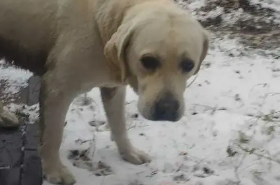 Собака Старая Московка найдена на набережной Тухачевского, Омск