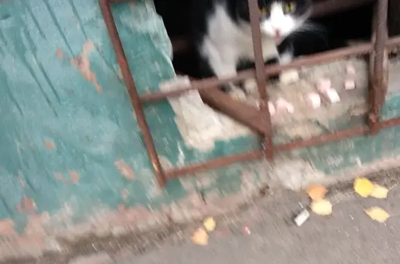Найдена кошка в подвале, ул. Строителей, Ярославль