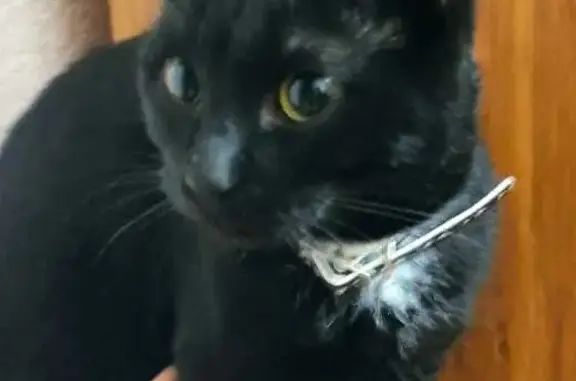 Найдена черная кошка на Краснофлотской, 104А