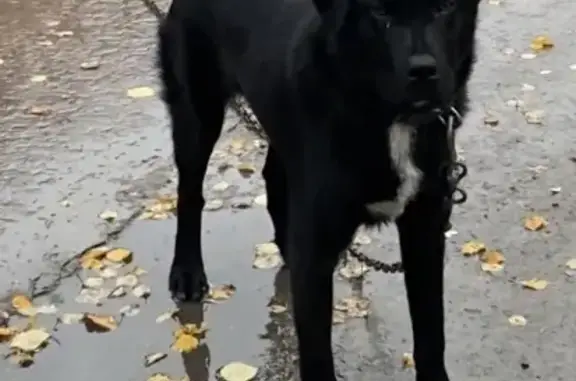 Пропала собака Мальчик, окрас чёрный, ул. Патрикеева, 29