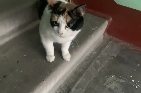 Найдена домашняя кошка на ул. Ленсовета, 73 к3, СПб