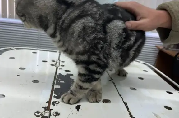 Найдена кошка в ЮЗР, отвезена в ветеринарную клинику