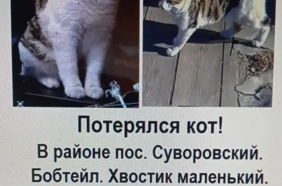 Пропала кошка в пос. Суворовском, Красноярск