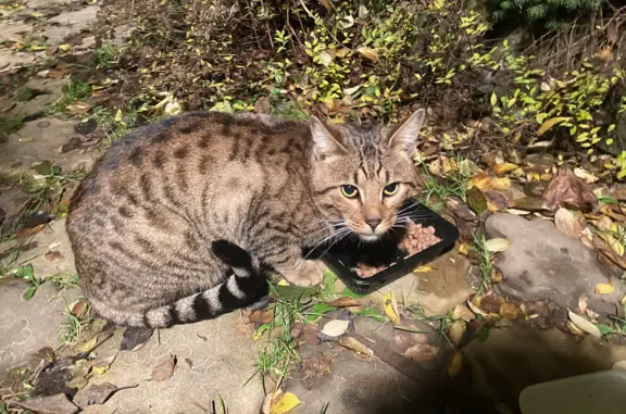 Найден ласковый крупный самец кошки в Полушкино