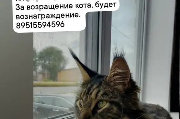 Пропала кошка в Давыдовке, ул. Карла Маркса 164