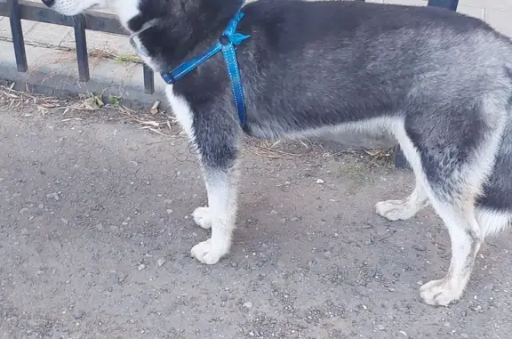 Собака гуляет на Комсомольской набережной, Астрахань