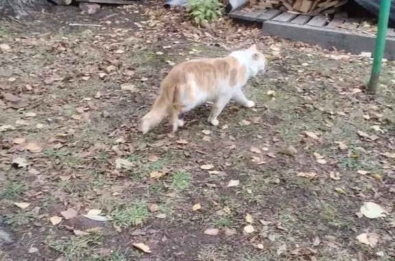 Найдена кошка в Кузнечихинском сельском поселении, Ярославская область