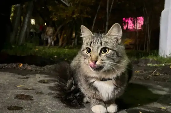 Найдена кошка: Светлая улица, 3, Красногорск