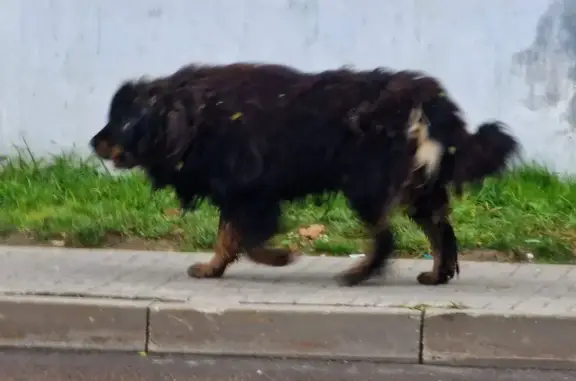 Потерянная собака в Дедовске, ул. Красный Октябрь, 9