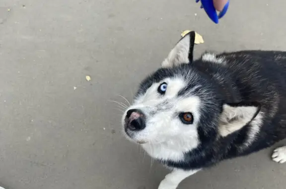 Найдена собака на ул. Тархова, Саратов