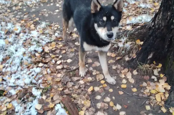 Найдена собака, нужна помощь! Улица Героев Сталинградской Битвы, 78, Йошкар-Ола