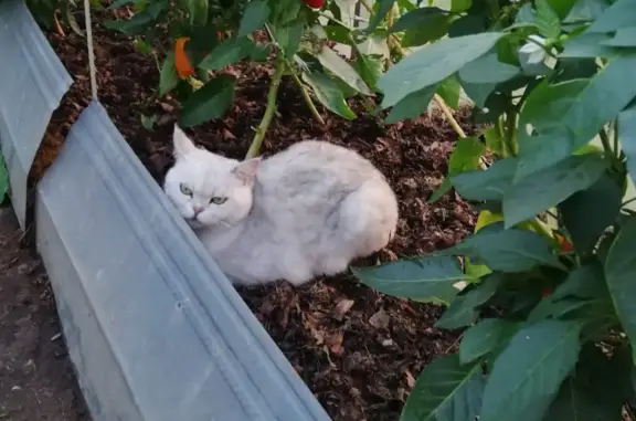 Пропала белая кошка, Московская ул. 13, Малаховка