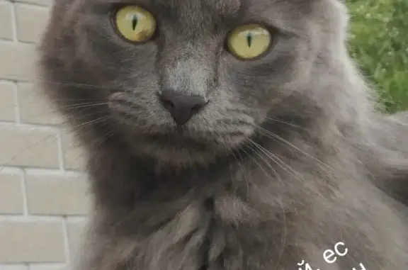 Пропала кошка Кощей, 1.3 года, серый, Прокудский сельсовет