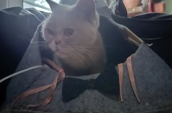 Найдена кошка Кот серовато-персикового цвета на Бадеевской улице