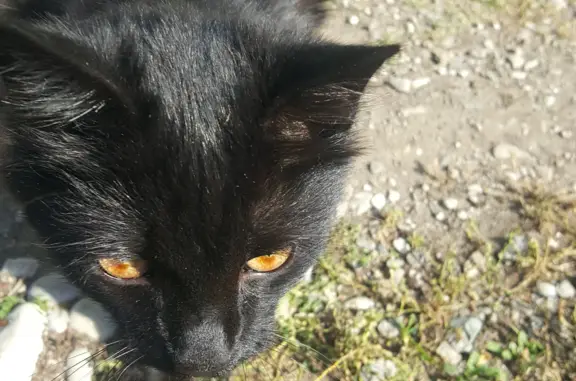 Найден чёрный кот с рыже-черными бровями и усами на ул. Нартановская, 4, Нальчик