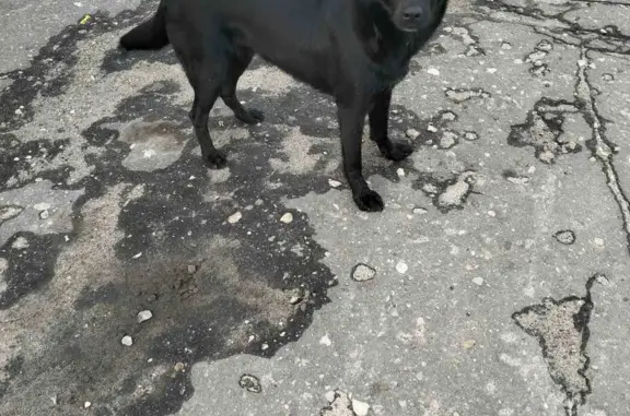Пропала собака в Сосновке, Пензенская область