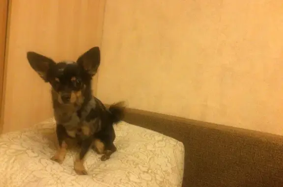 Пропала собака Трюфель в Московской области