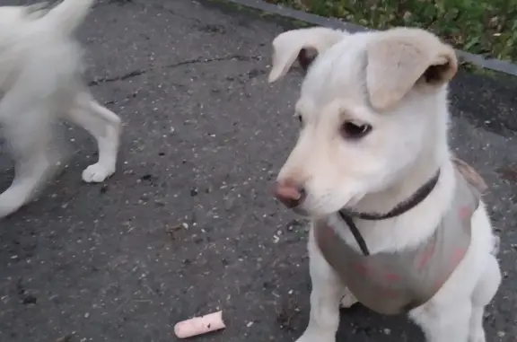 Найдены два щенка в белых ошейниках, Новокузнецк