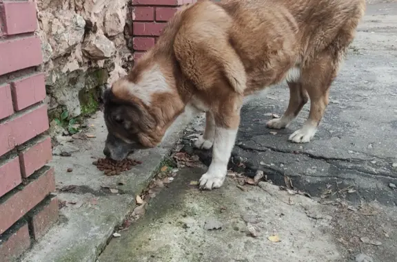 Найдена собака возрастная на пл. Ленина, 4, Серпухов