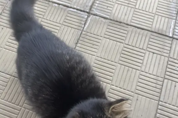 Найдена пугливая кошка на ул. Меримского, 2, Йошкар-Ола