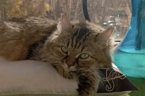 Пропала кошка на Ноградской, 5, Кемерово