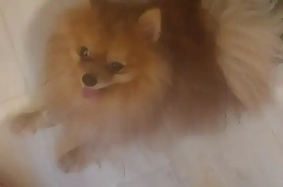 Найдена собака, Калининград, фото: Собака Шпиц найдена возле мусорки, ул. Маршала Борзова 58, Калининград