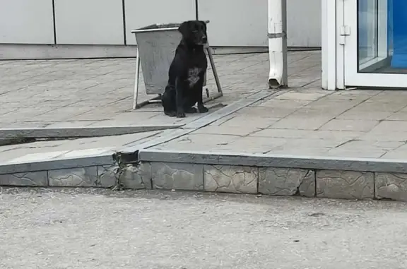 Пропала охотничья собака возле Мой, ул. Кижеватова, 10, Пенза