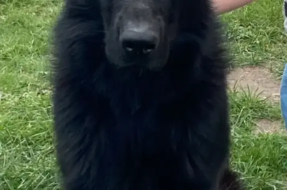Пропала собака: черная овчарка, ул. Кудашева 108, Тольятти