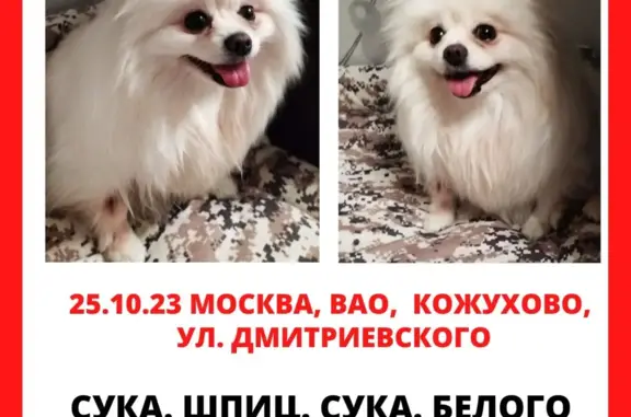 Найдена собака Белый шпиц на ул. Дмитриевского, 2А, Москва