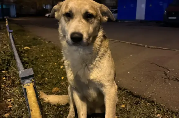 Найдена собака без ошейника на ул. Ген. Тюленева, 23 к1, Москва