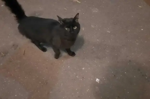Найдена кошка, ул. Шолохова, Москва