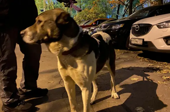 Найдена собака по адресу Загорского 5, похож на Алабая