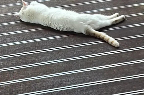 Пропала белая кошка с рыжим хвостом на Перекопской ул., 22А, Москва