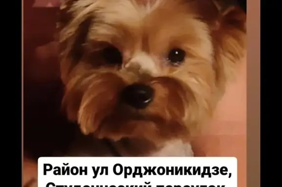Пропала собака Йорк, ул. Орджоникидзе, 91, Новочеркасск